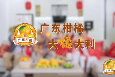广东柑橘卫视广告投放案例